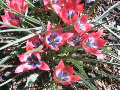 Bild zu Wie nennt sich diese Blume? - Garten Forum