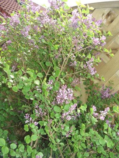 Bild zu Wie heißt diese Pflanze/ Strauch/ Busch ???  mit Bildern - Garten Forum