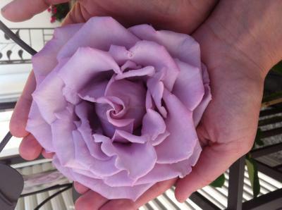 Bild zu Meine Rose..... - Garten Forum