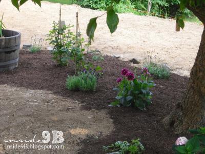 Bild zu Meine ALLERERSTEN eigenen Blumen im Garten - Garten Forum