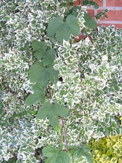 Bild zu Was rankt da in meinem Garten ???? Was ist das ???? - Garten Forum