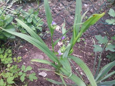 Bild zu was ist das ?? - Garten Forum