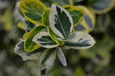 Bild zu Kennt jemand diese Kletterpflanze? - Garten Forum
