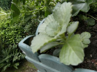 Bild zu Wer kann mir sagen was das für eine Pflanze ist ? - Garten Forum