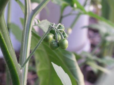 Bild zu Was ist das??? - Garten Forum