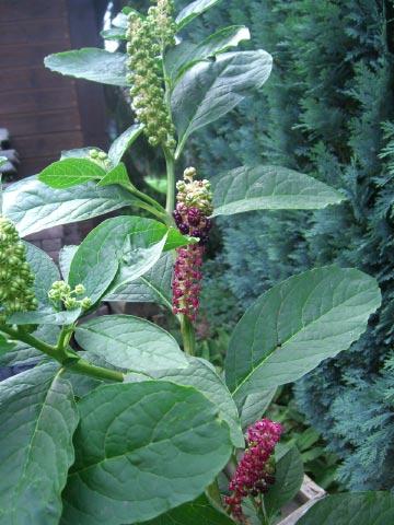 Bild zu Kann mir jemand etwas über diese Pflanze sagen? - Garten Forum