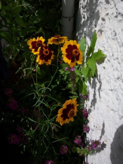 Bild zu kennt jemand diese Pflanze... - Garten Forum