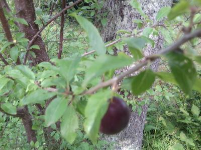 Bild zu was ist das für ein Baum/Strauch? - Garten Forum