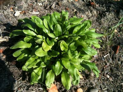 Bild zu Ist das Unkraut? - Garten Forum