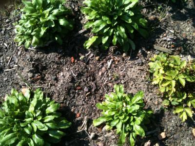 Bild zu Noch ein Bild - Garten Forum