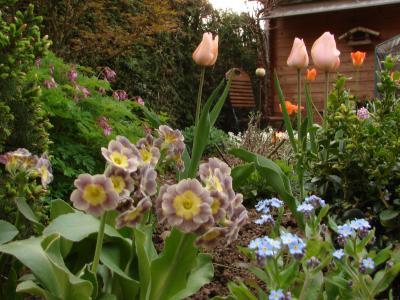 Bild zu Träum...... - Garten Forum