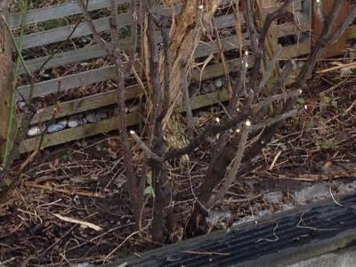 Bild zu Apfelrose / Kartoffelrose / Sylter Rose Frage - Garten Forum
