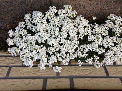 Bild zu Kennt jemand diese beiden Blumen? - Garten Forum