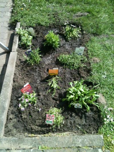 Bild zu Der Sommer kommt :) - Garten Forum