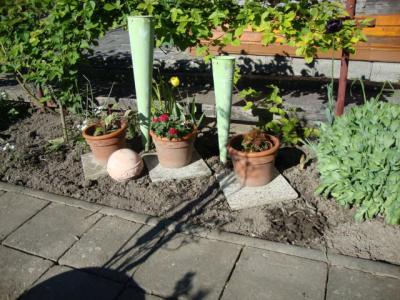 Bild zu Ein paar Gartenbild... - Garten Forum