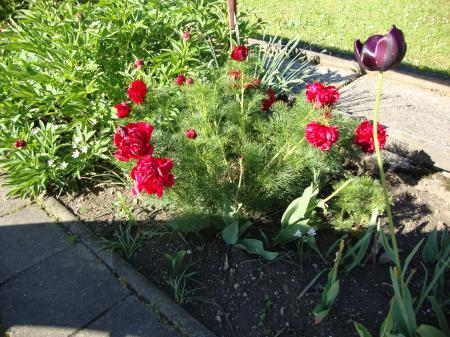 Bild zu