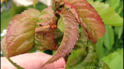 Bild zu Was ist das an meinem Kirschbaum ? - Garten Forum