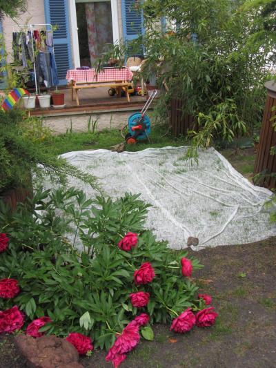 Bild zu Regenimpressionen - Garten Forum