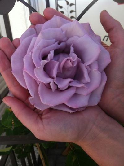 Bild zu Es hieß ....diese kletterrose ist sehr anspruchsvoll ... - Garten Forum