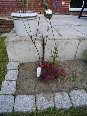 Bild zu Japanischer Ahorn.. - Garten Forum