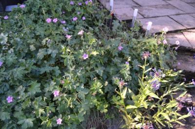 Bild zu Was blüht denn da? (I.) - Garten Forum