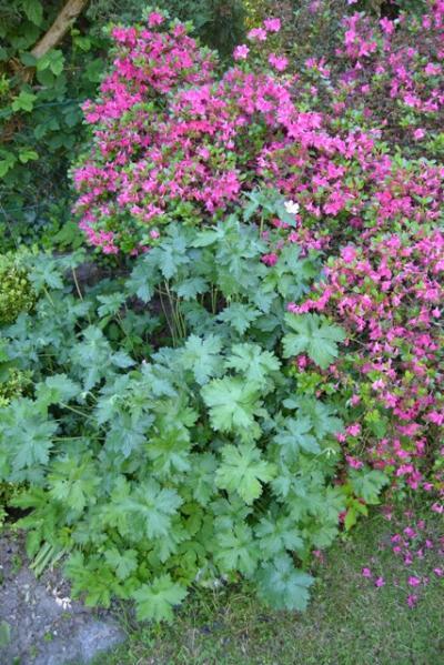 Bild zu Was blüht denn da (II.) - Garten Forum