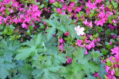 Bild zu Was blüht denn da (II.a)) - Garten Forum