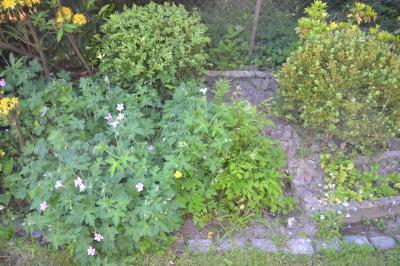 Bild zu Was blüht denn da (III.) - Garten Forum