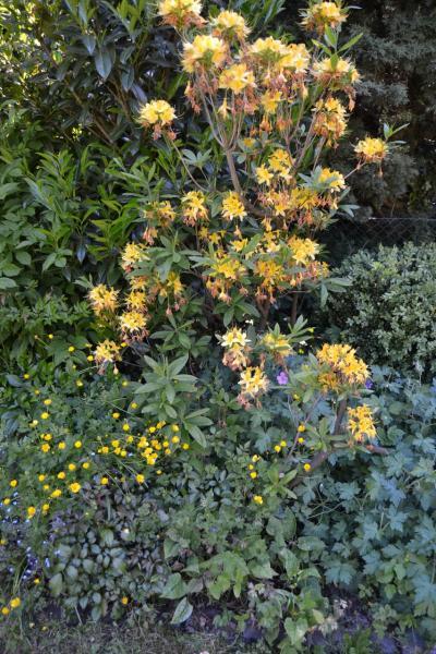 Bild zu Was blüht denn da (IV.) - Garten Forum
