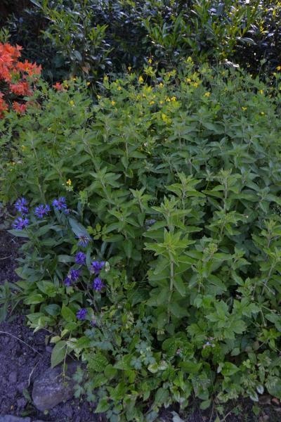 Bild zu Was blüht denn da (V.) - Garten Forum