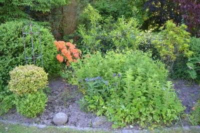Bild zu Was blüht denn da (VI.) - Garten Forum