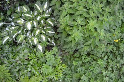 Bild zu Was blüht denn da (VII.) - Garten Forum
