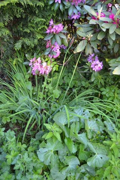 Bild zu Was blüht denn da (VIII.) - Garten Forum