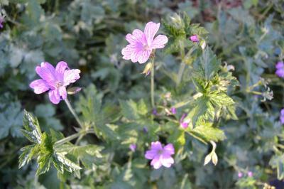 Bild zu Was blüht denn da (I.a)) - Garten Forum