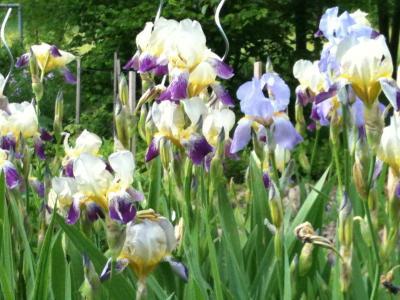 Bild zu Endlich Sommer - Garten Forum