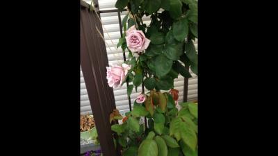 Bild zu Kletterrose nochmal;-))) jetzt blüht sie;-)) - Garten Forum