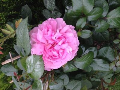 Bild zu Ich kann mich gar nicht satt sehen;-))) - Garten Forum