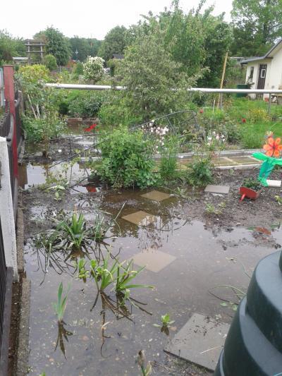 Bild zu Ich könnt heulen :( - Garten Forum