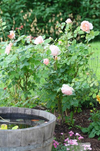 Bild zu Unsere Rosen erfreuen uns dieses Jahr so sehr! - Garten Forum