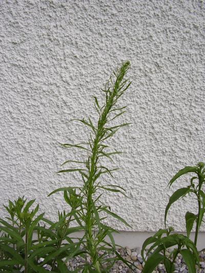 Bild zu Welches Unkraut ? ist das? - Garten Forum