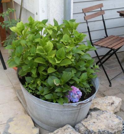 Bild zu ...es hat ja lange gedauert - aber jetzt ist alles grün :) - Garten Forum