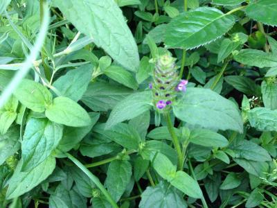 Bild zu Was wächst denn da? - Garten Forum