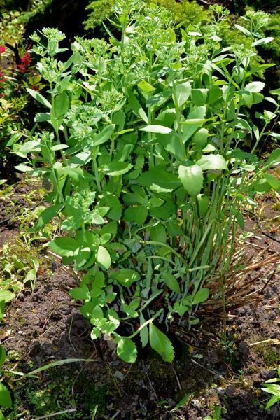 Bild zu Und weiter geht's: Was blüht denn da? - Garten Forum