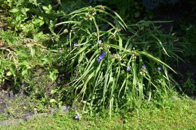 Bild zu Und weiter geht's: Was blüht denn da? - Garten Forum