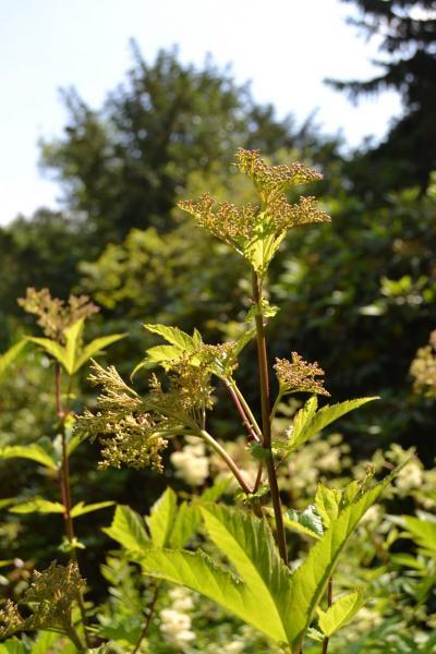 Bild zu Und weiter geht's: Was blüht denn da? - Garten Forum