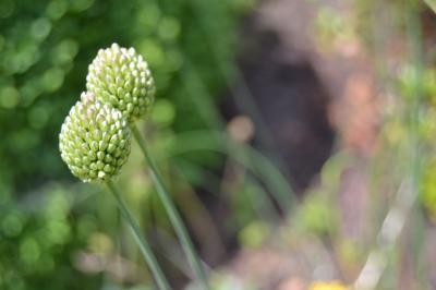 Bild zu Und weiter geht's: Was blüht denn da? - Garten Forum