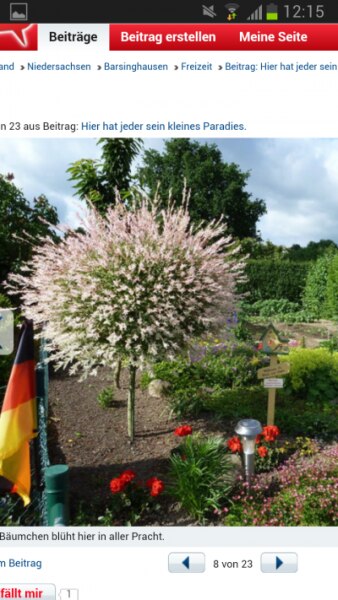 Bild zu Kennt jemand dieses Bäumchen? - Garten Forum