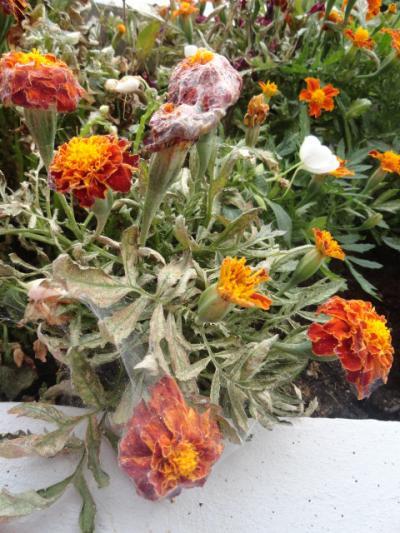 Bild zu Habt ihr sowas schon mal gesehen? - Garten Forum