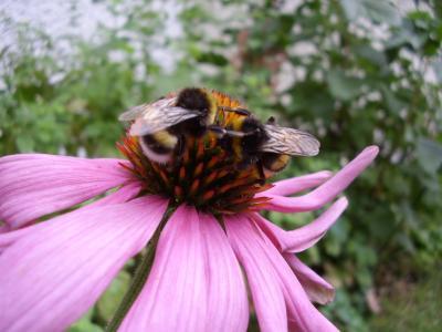 Bild zu Mein Hummel-Buffet ;-) - Garten Forum
