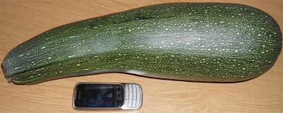 Bild zu Unsere Zuchini - Garten Forum